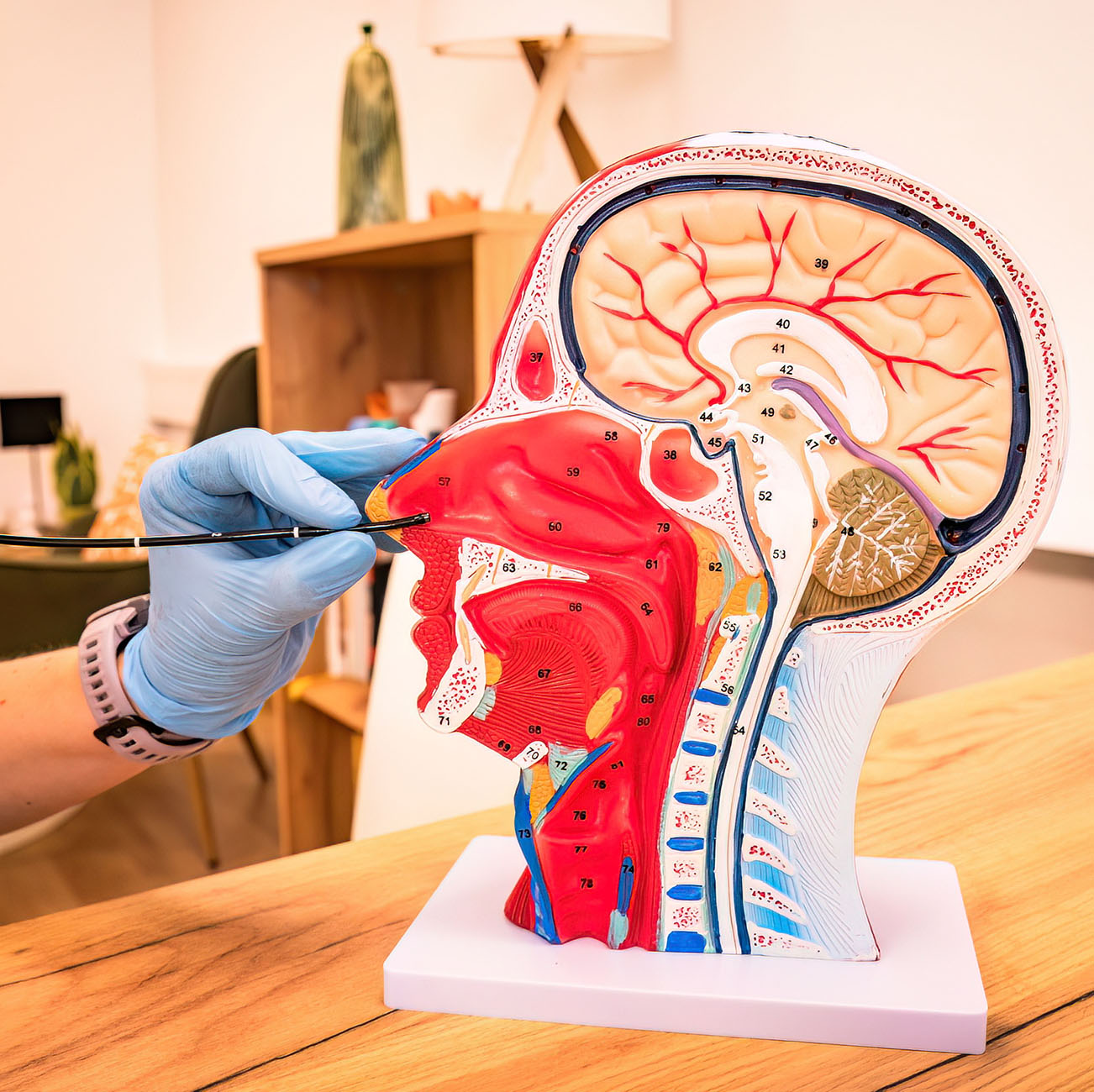 Eine Hand f&uuml;hrt einen Schlauch in die Nase eines anatomischen Kopf-Modelles ein